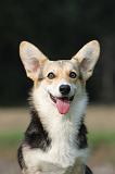 CORGI PEMBROKE 300